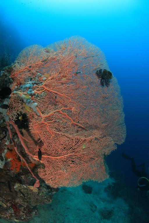Asian Belgian Dive Resort Moalboal Exterior photo
